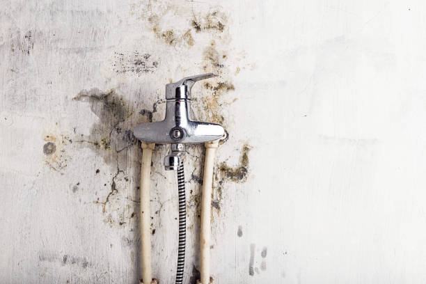 Best Preventive Mold Services in Milton Freewater, OR