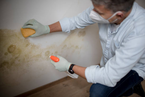 Best DIY Mold Remediation Support Services in Milton Freewater, OR
