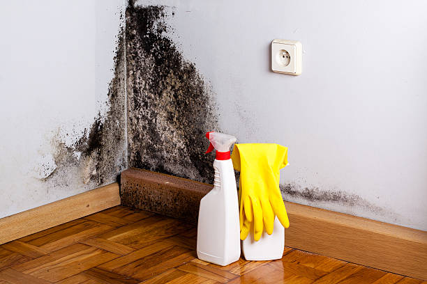 Best Residential Mold Remediation in Milton Freewater, OR
