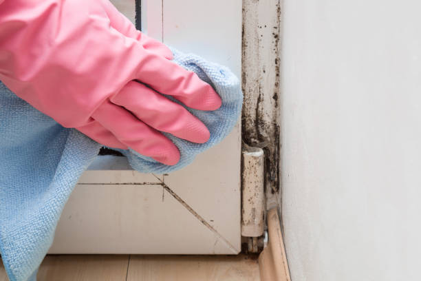 Best Kitchen Mold Remediation in Milton Freewater, OR
